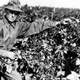 Illustration for article titled Photos of Orange County, Calif., When Oranges Actually Grew There